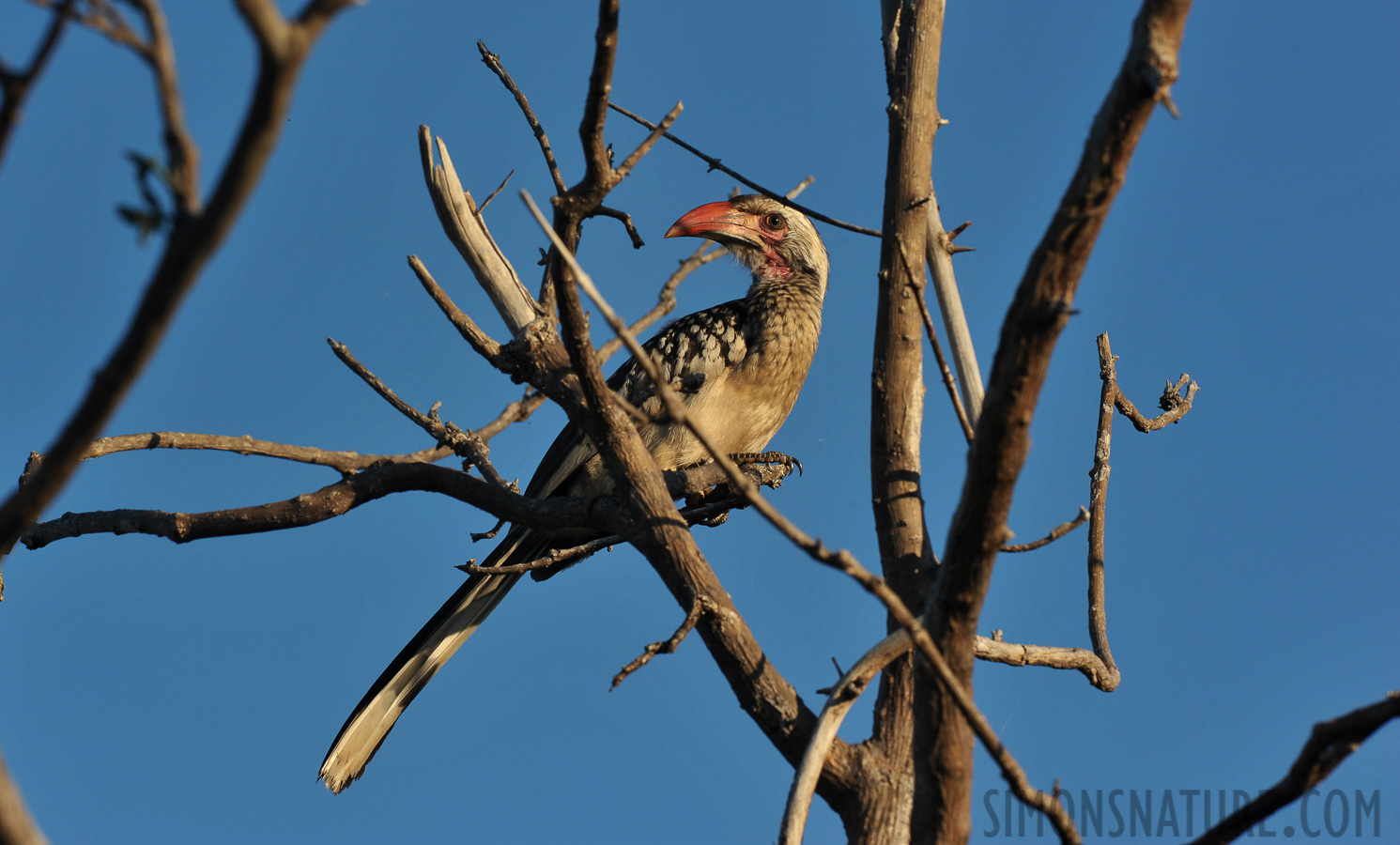 Tockus rufirostris [280 mm, 1/320 sec at f / 13, ISO 400]